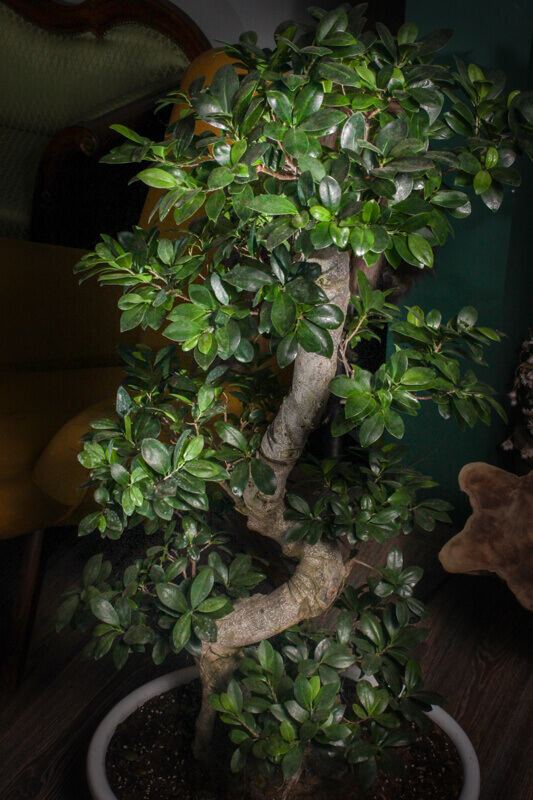 Ficus de interior