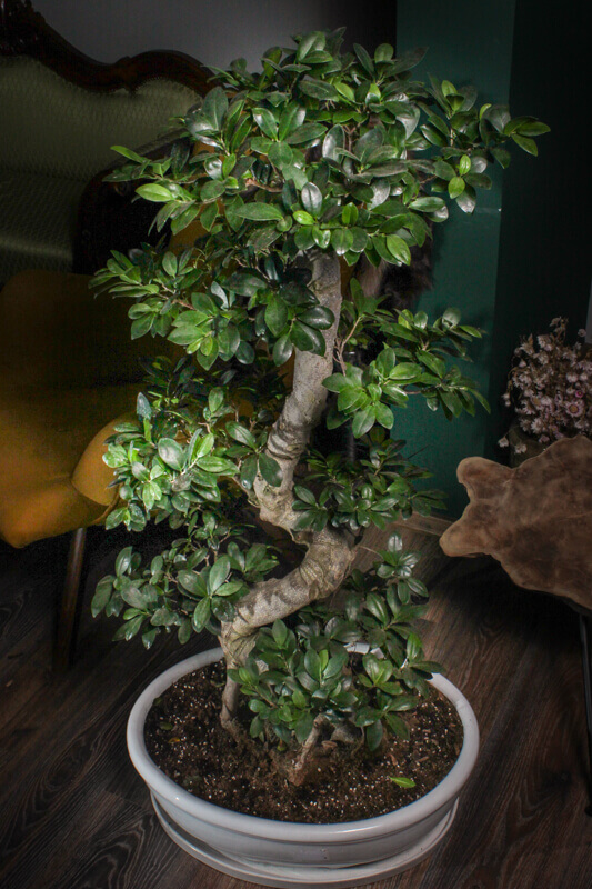 Ficus de interior