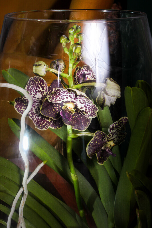 Orhidea Hibryd Vanda