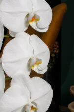 Orhidee Formidablo
