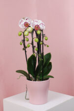 Orhidee (Phalaenopsis) Ghiveci - Roz Pestrit
