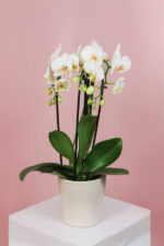 Orhidee (Phalaenopsis) Ghiveci - Alba