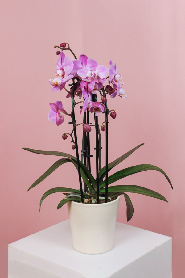 Orhidee (Phalaenopsis) Ghiveci - Roz - Lila