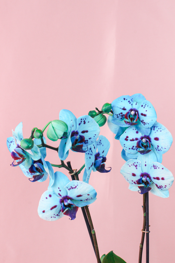 Orhidee 2 4