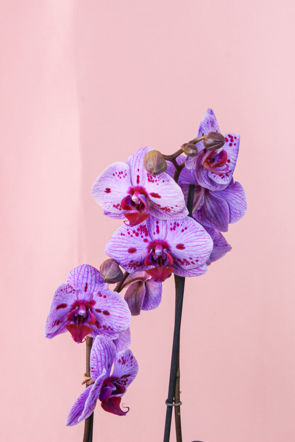 Orhidee 4 2