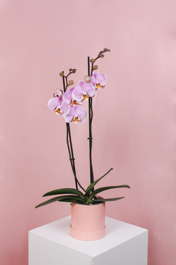 Orhidee 5 1
