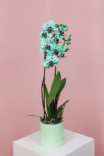 Orhidee (Phalaenopsis) Turquoise