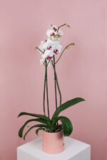 Orhidee (Phalaenopsis) Alba