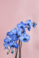Orhidee (Phalaenopsis) Speciala - Albastra