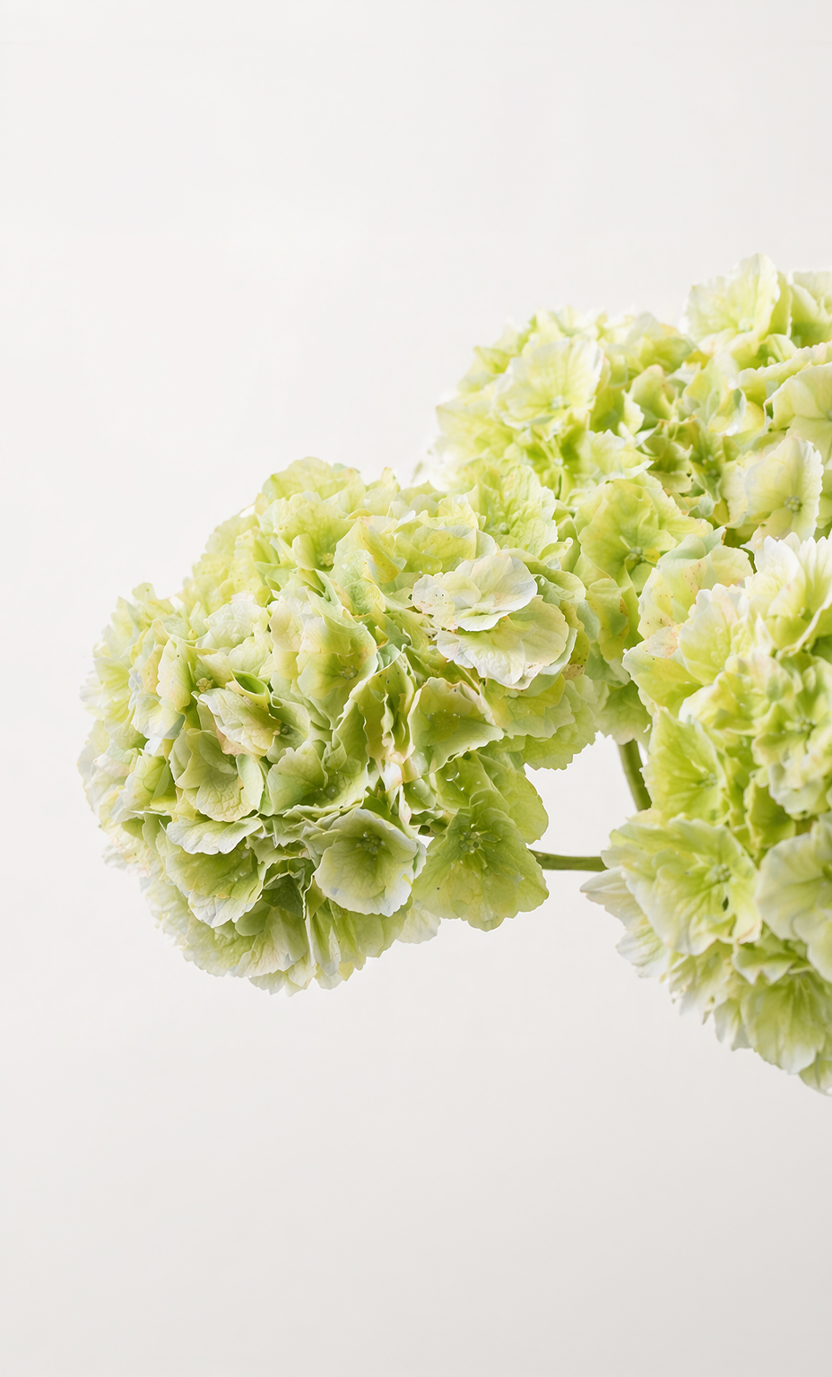 Hortensii artificiale cat