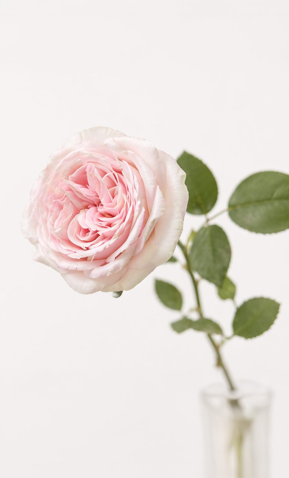 Trandafiri artificiali cat